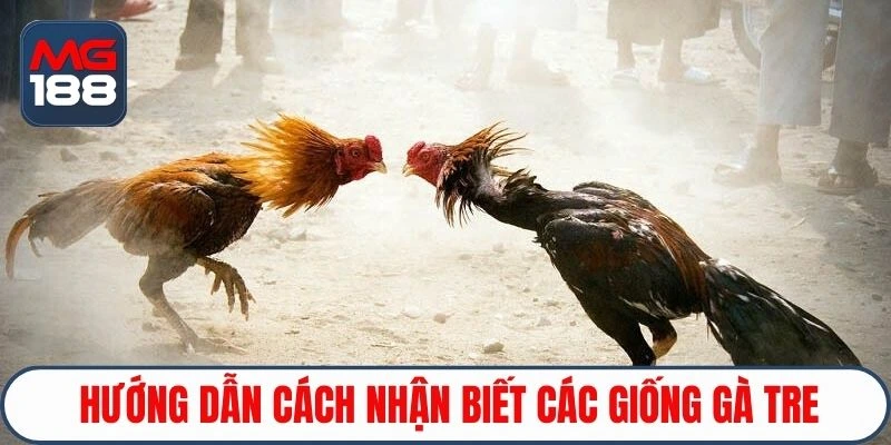 Hướng dẫn cách nhận biết các giống gà tre
