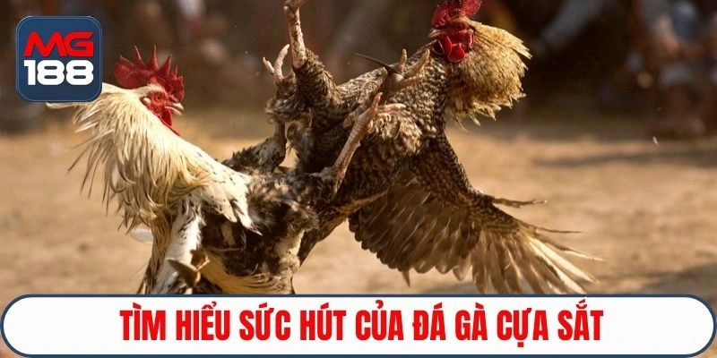 Tìm hiểu sức hút của đá gà cựa sắt
