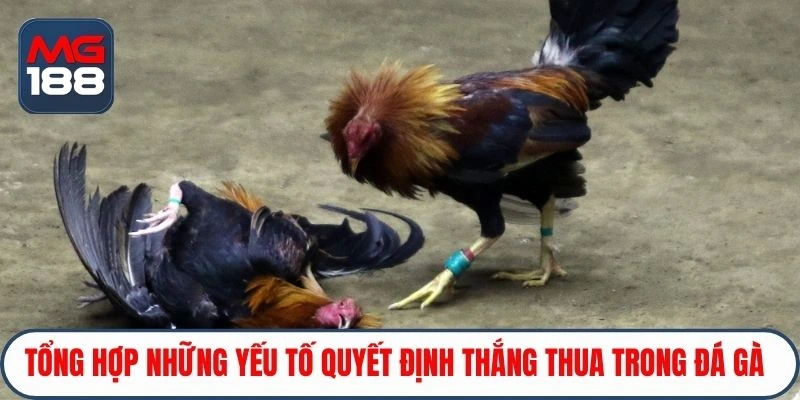 Tổng hợp những yếu tố quyết định thắng thua trong đá gà